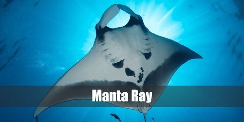 Manta ray costume can easily be recreated with a onesie or jumpsuit and a hat. You can also wear a manta ray kigurumi for a more detailed look.