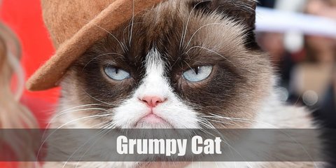 Grumpy cat costume involves black and brown face make up, cat ears, and optional cat onesie