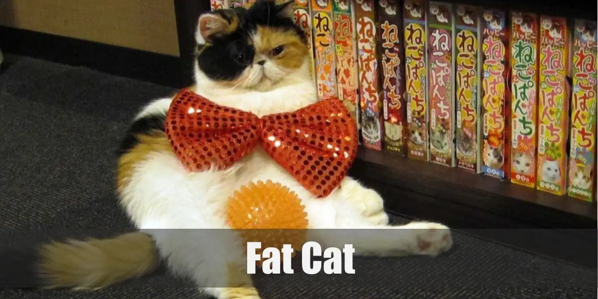 Fat Cat Costume for Cosplay & Halloween