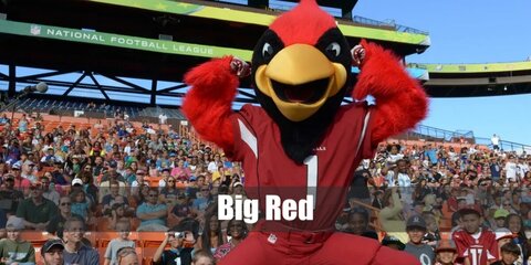 Big Red's costume combines a cardinal mask, fleece jacket, Cardinals  jersey, white pants, red feathers, gloves, and sneakers for a complete and eye-catching look.
